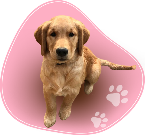 Happy pets at Pet Me Maa