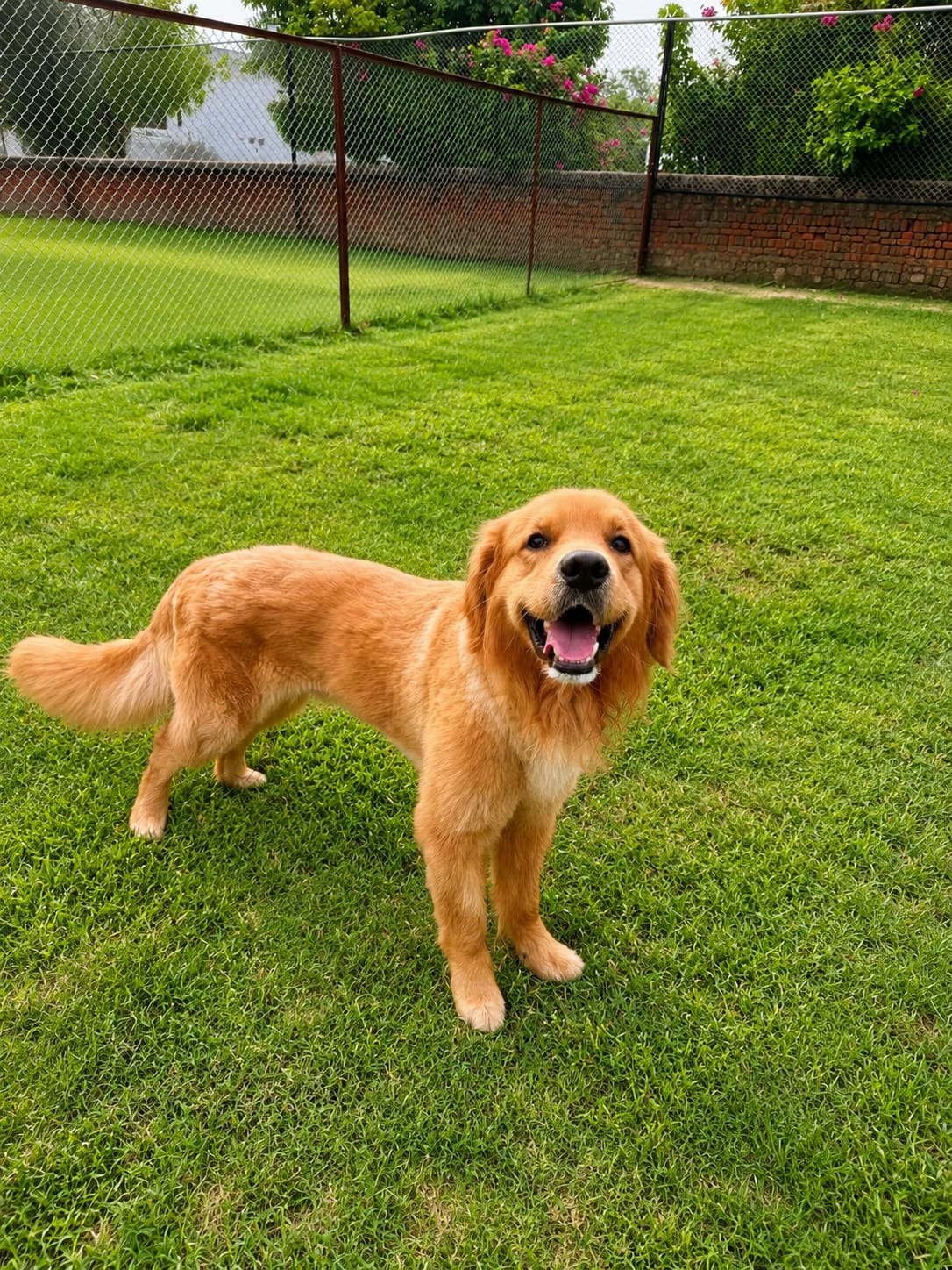 Golden retriever running and playing on the grass at Pet Me Maa
