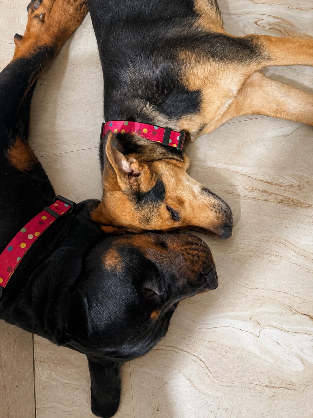 Two dogs cuddled up and resting together at Pet Me Maa boarding