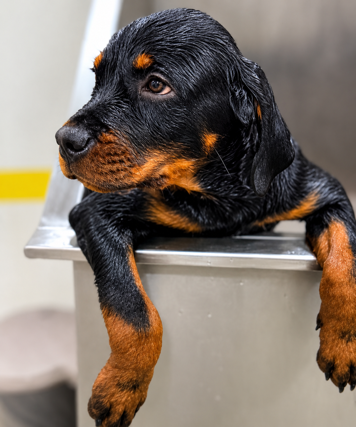 Rottweiler puppy climbing out of a bath tub during grooming at Pet Me Maa