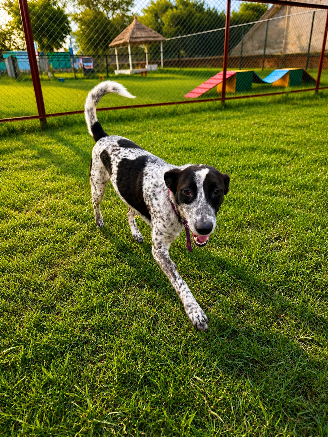 Black and white dog running happily on the grass at Pet Me Maa