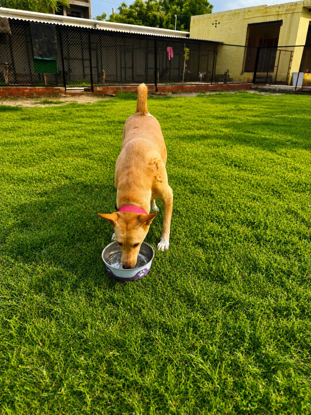 Dog eating from a bowl on the lawn at Pet Me Maa