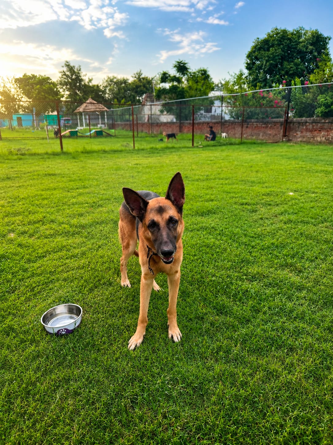 German Shepherd standing on the grass at Pet Me Maa play area
